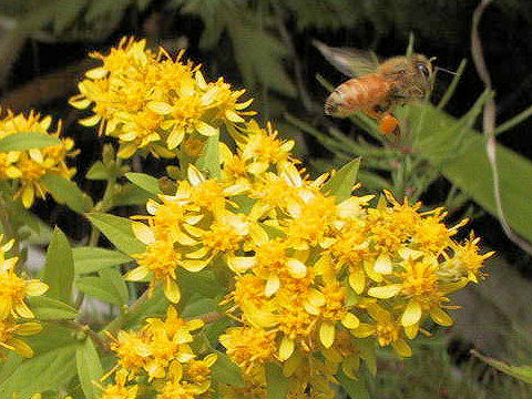 Solidago virgaurea ssp. asiatica