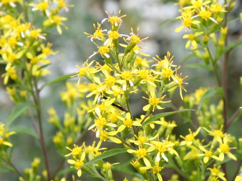 Solidago virgaurea ssp. asiatica