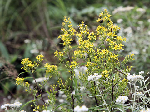 Solidago virgaurea ssp. asiatica