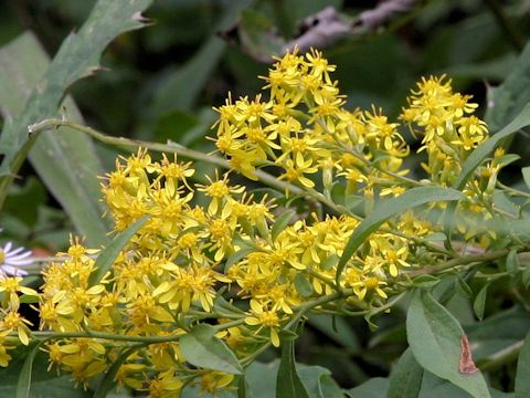 Solidago virgaurea ssp. asiatica