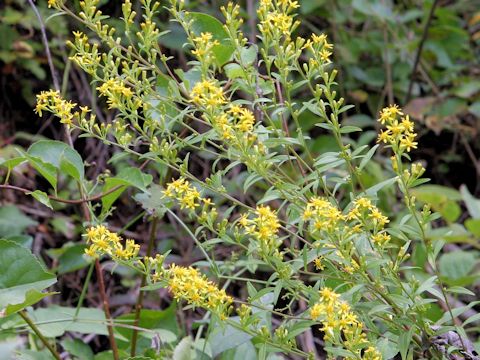 Solidago virgaurea ssp. asiatica