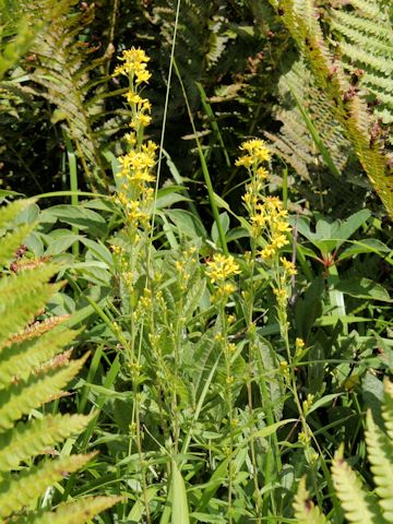 Solidago virgaurea ssp. asiatica