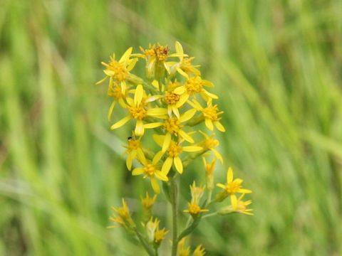 Solidago virgaurea ssp. asiatica