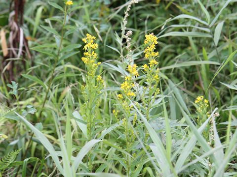 Solidago virgaurea ssp. asiatica