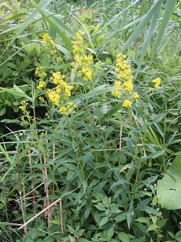 Solidago virgaurea ssp. asiatica