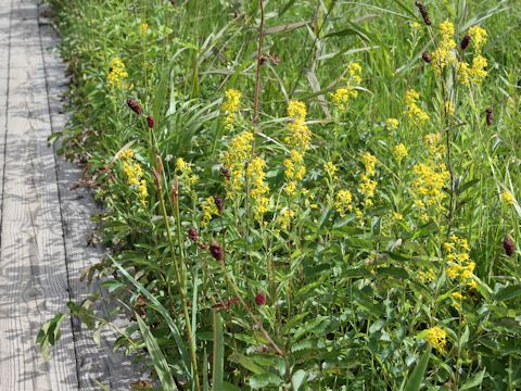 Solidago virgaurea ssp. asiatica