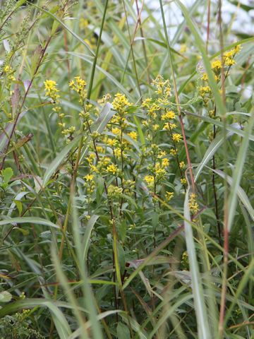 Solidago virgaurea ssp. asiatica