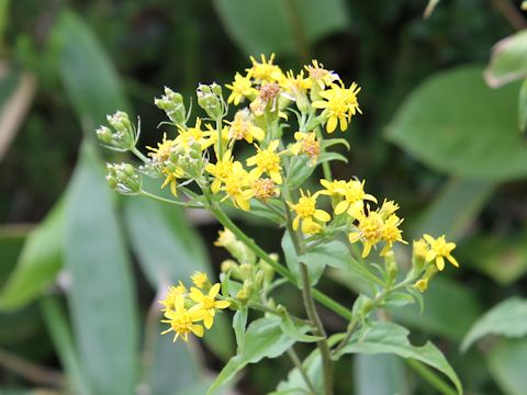 Solidago virgaurea ssp. asiatica