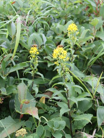 Solidago virgaurea ssp. asiatica