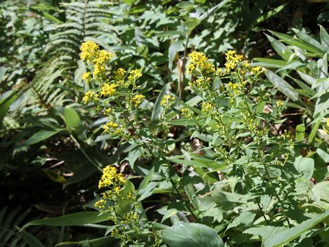 Solidago virgaurea ssp. asiatica