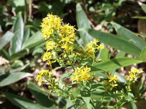 Solidago virgaurea ssp. asiatica