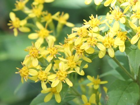 Solidago virgaurea ssp. asiatica