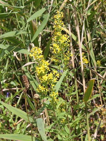 Solidago virgaurea ssp. asiatica