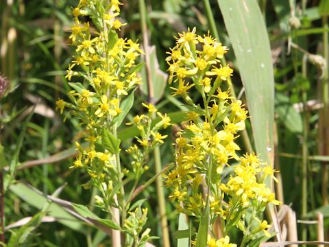 Solidago virgaurea ssp. asiatica