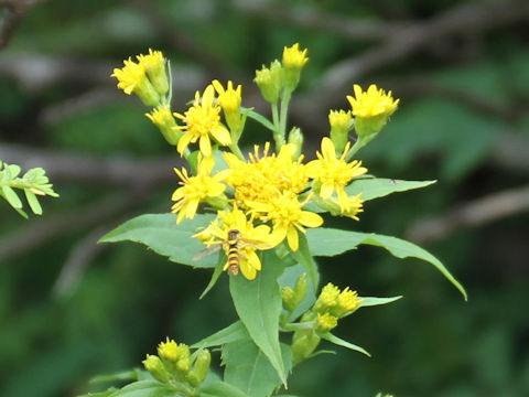 Solidago virgaurea ssp. asiatica