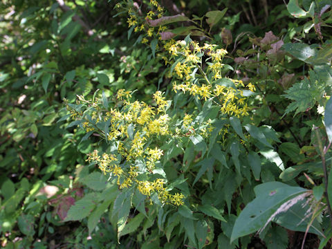 Solidago virgaurea ssp. asiatica