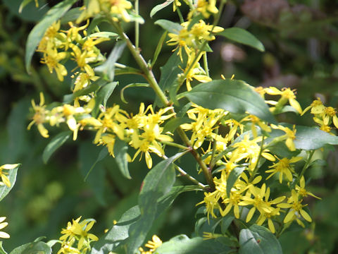 Solidago virgaurea ssp. asiatica