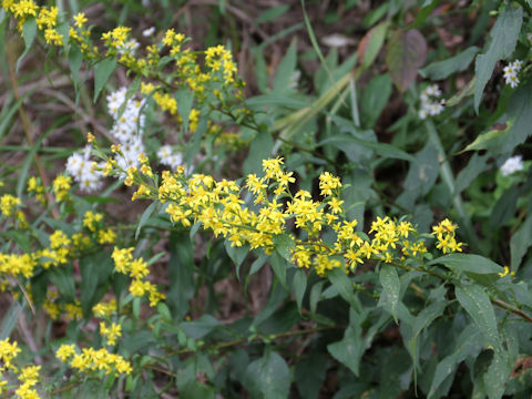 Solidago virgaurea ssp. asiatica