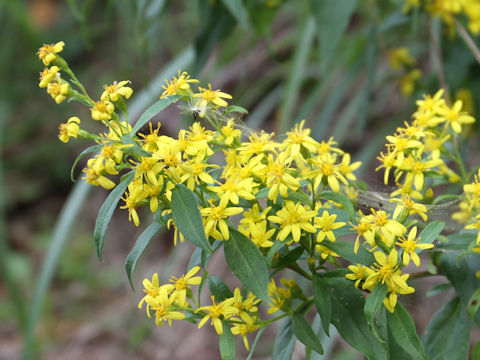 Solidago virgaurea ssp. asiatica