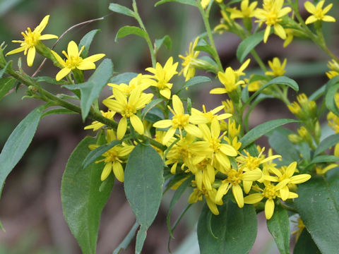 Solidago virgaurea ssp. asiatica