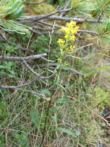 Solidago virgaurea ssp. asiatica