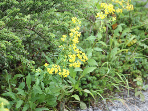 Solidago virgaurea ssp. asiatica