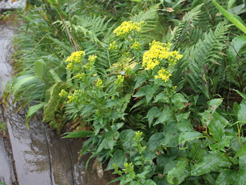 Solidago virgaurea ssp. asiatica