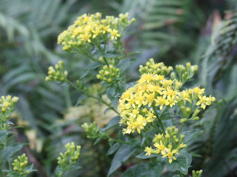 Solidago virgaurea ssp. asiatica