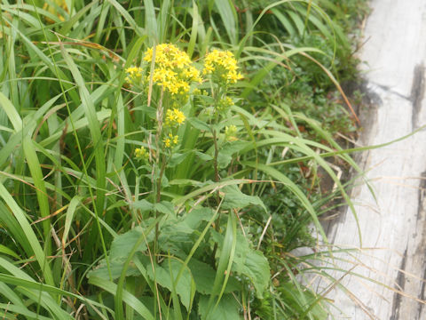 Solidago virgaurea ssp. asiatica