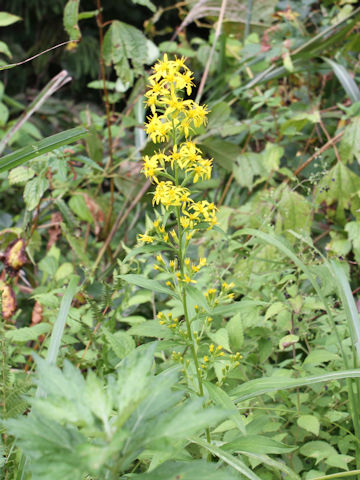 Solidago virgaurea ssp. asiatica