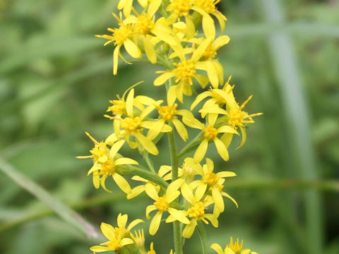 Solidago virgaurea ssp. asiatica