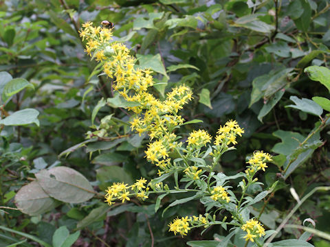 Solidago virgaurea ssp. asiatica