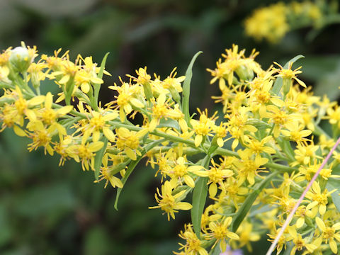 Solidago virgaurea ssp. asiatica