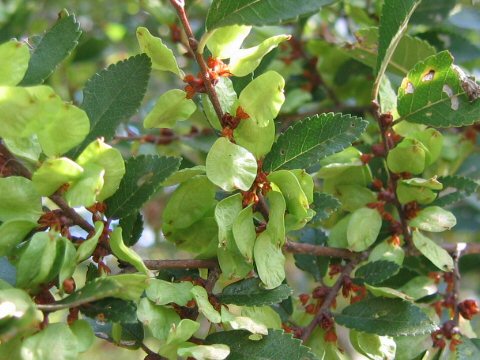 Ulmus parvifolia