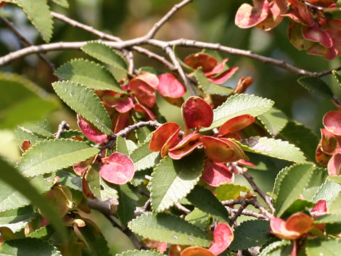 Ulmus parvifolia