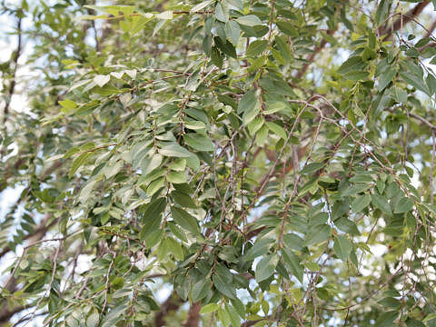 Ulmus parvifolia