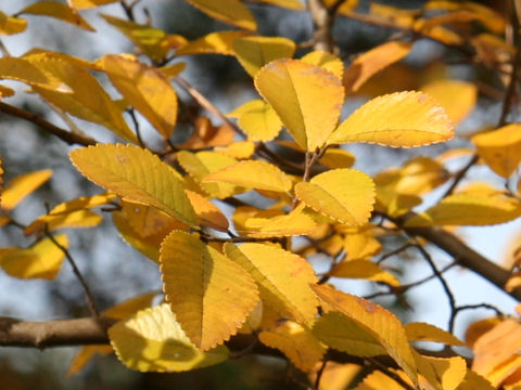 Ulmus parvifolia