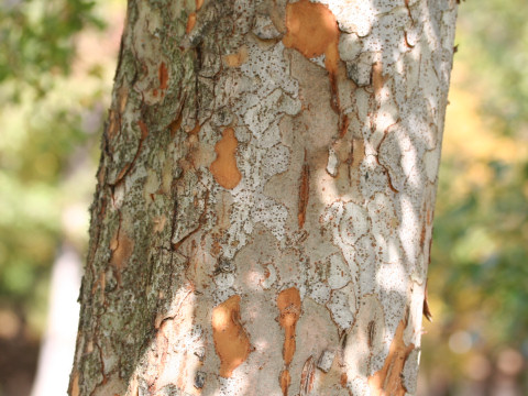 Ulmus parvifolia