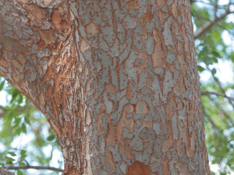 Ulmus parvifolia