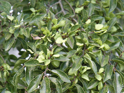 Ulmus parvifolia