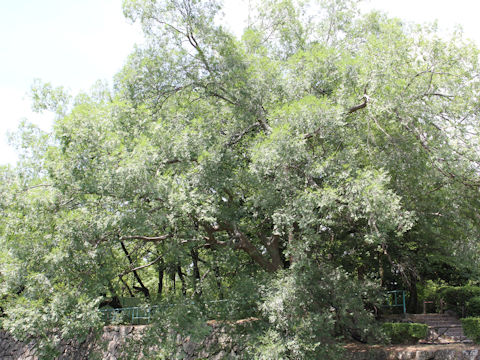 Ulmus parvifolia