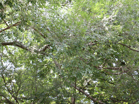 Ulmus parvifolia