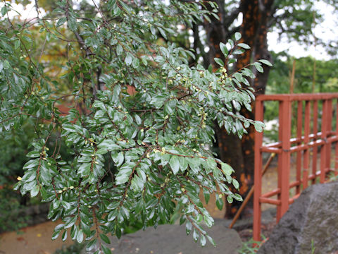 Ulmus parvifolia