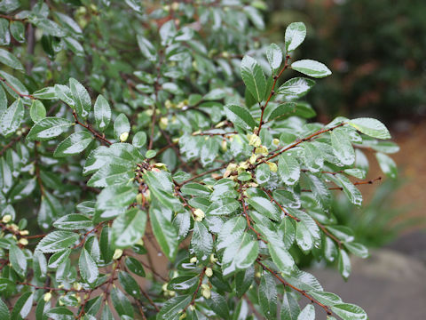 Ulmus parvifolia