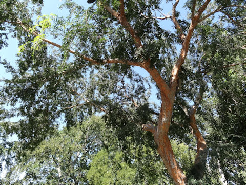 Ulmus parvifolia cv. weeping