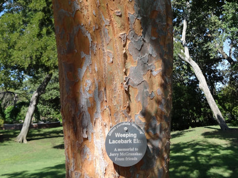 Ulmus parvifolia cv. Weeping