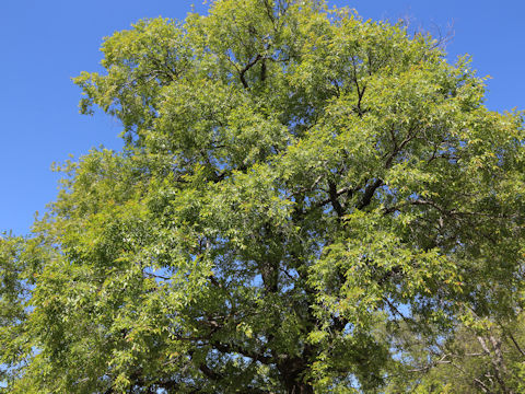 Ulmus parvifolia