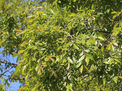 Ulmus parvifolia