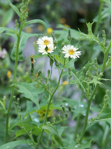 Lactuca indica