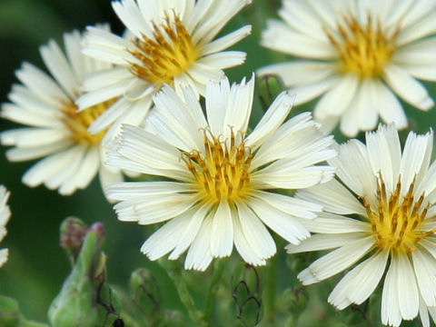 Lactuca indica